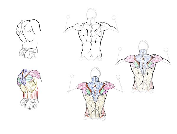 ANATOMIA_DIEGO